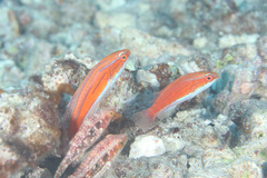 Paracheilinus rubricaudalis