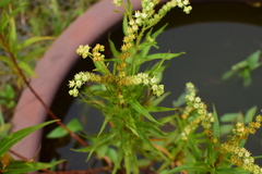 Penthorum chinense
