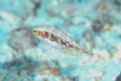 Oxycheilinus bimaculatus