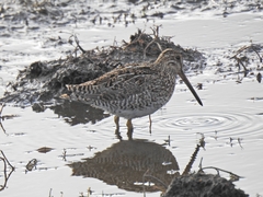 Gallinago magellanica