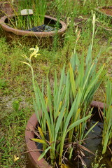 Canna glauca