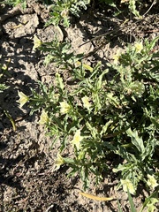 Chamaesaracha edwardsiana