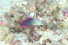 Nemateleotris decora