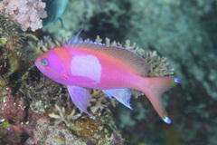 Pseudanthias pleurotaenia