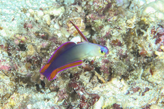 Nemateleotris decora