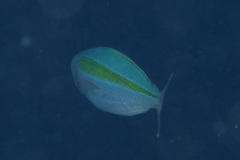 Pterocaesio lativittata
