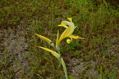 Canna glauca
