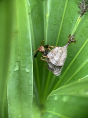 Polistes dorsalis dorsalis