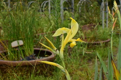 Canna glauca