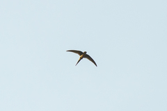 Cypsiurus parvus