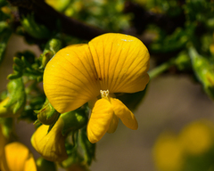 Adesmia confusa