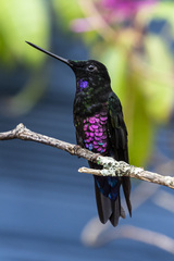 Coeligena helianthea