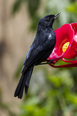 Diglossa lafresnayii