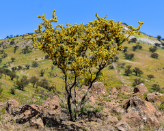 Adesmia confusa