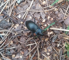Carabus glabratus