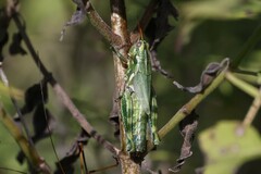 Campylacantha olivacea