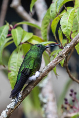 Eriocnemis cupreoventris