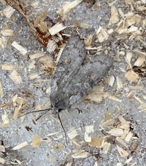 Lithophane antennata