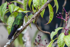 Eriocnemis cupreoventris