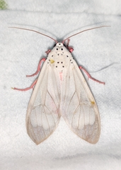 Amerila astreus