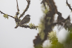 Mecocerculus leucophrys