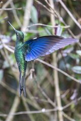 Pterophanes cyanopterus