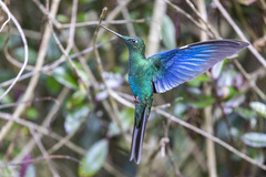 Pterophanes cyanopterus
