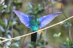 Pterophanes cyanopterus