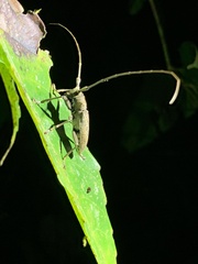 Acalolepta