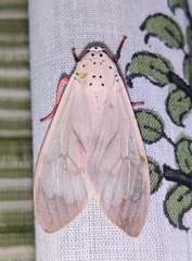 Amerila astreus