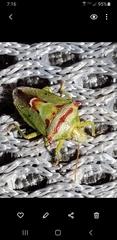 Tylospilus