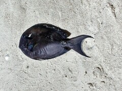 Acanthurus nigricauda