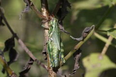 Campylacantha olivacea