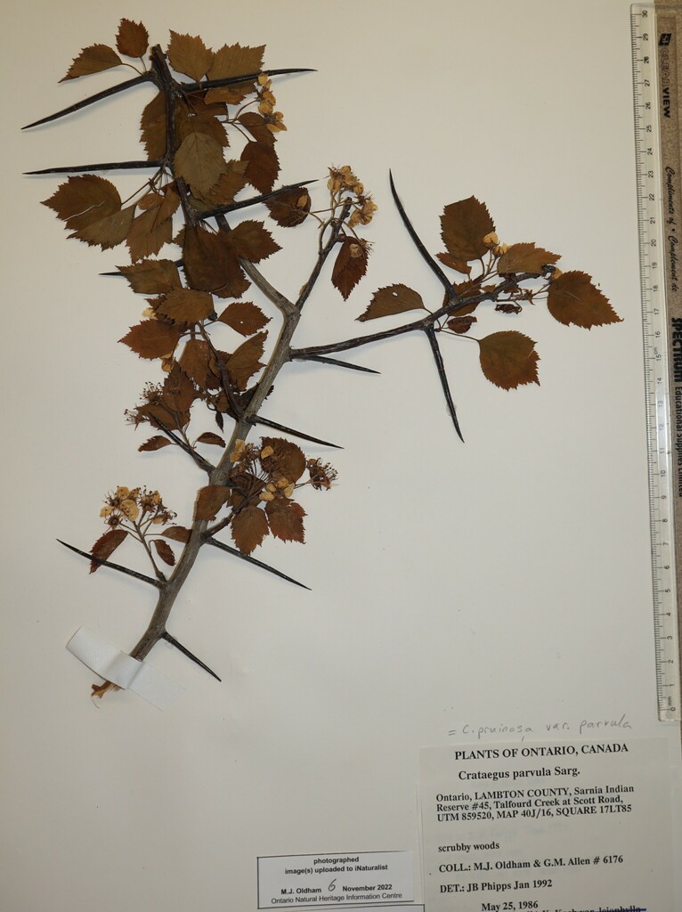 waxyfruited hawthorn from Canada, Ontario, LAMBTON County, Sarnia