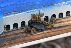 Protaetia opaca