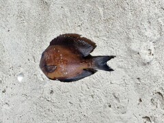 Acanthuridae