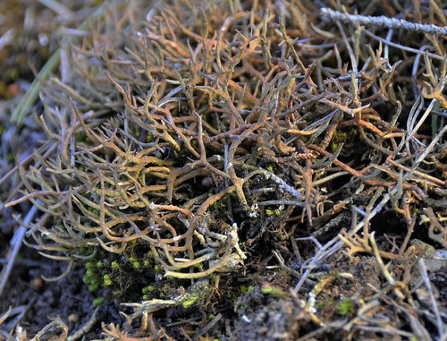 many-forked cladonia