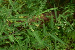 Aeschynomene indica