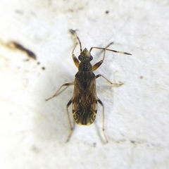 Neopamera albocincta