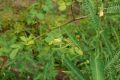 Aeschynomene indica