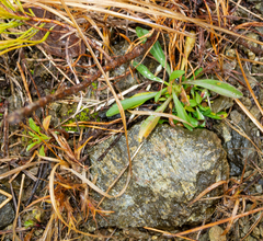 Symphyotrichum depauperatum