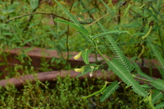Aeschynomene indica