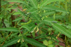 Aeschynomene indica