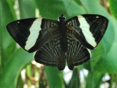 Colobura dirce