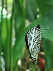 Colobura dirce