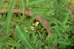 Aeschynomene indica