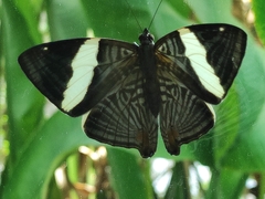Colobura dirce