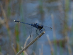 Erythrodiplax nigricans
