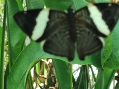 Colobura dirce