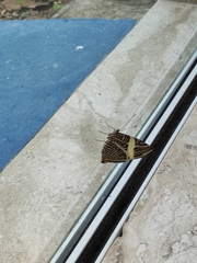 Colobura dirce